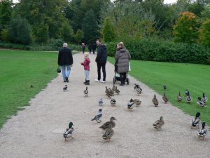 Cilvēki pastaigājas pa parka celiņu, kamēr apkārt pulcējas pīles; priekšplānā redzamas vairākas pīles, bet fonā – ģimene ar bērnu un ratiņiem zaļā, koku ieskautā vidē